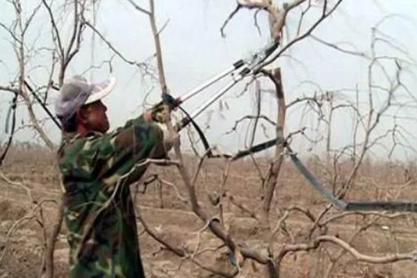 枣树的拉枝角度，上部枝条成80-100°角