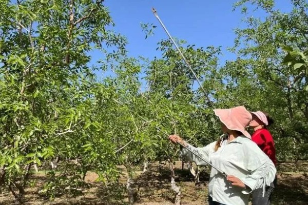 枣树的拉枝角度，上部枝条成80-100°角