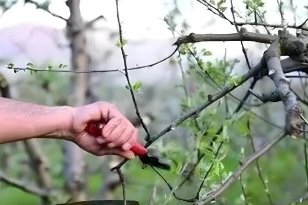 枣树的拉枝角度，上部枝条成80-100°角