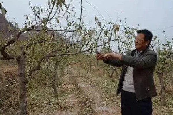 枣树的拉枝角度，上部枝条成80-100°角