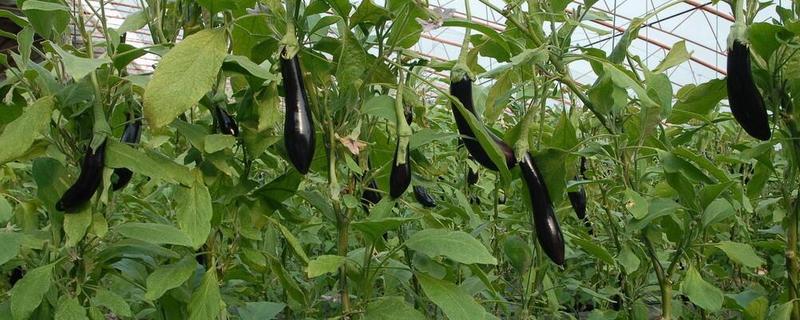 大棚茄子的种植方法，选择地势相对平坦的的种植地