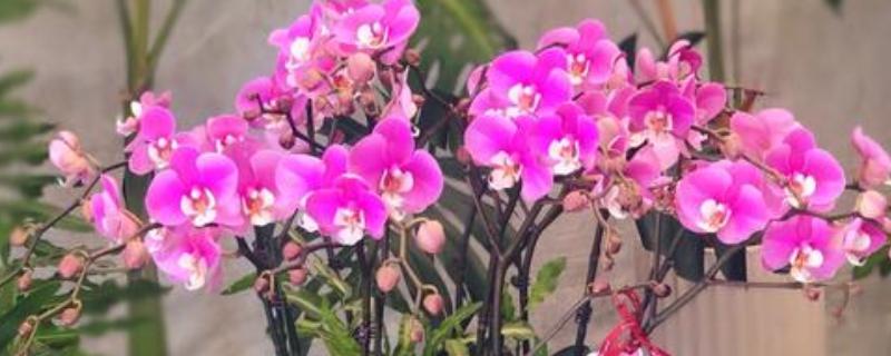 蝴蝶兰的养殖方式，夏季高温时要喷水降温