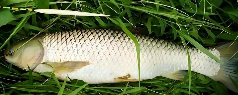 钓草鱼的适宜水深，可以在1-4米的水层中作钓