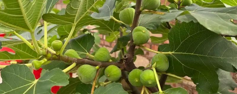 无花果不开花是不是真的，无花果会开花