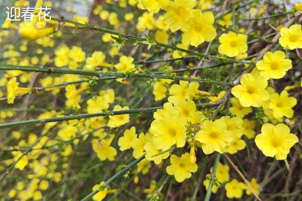 迎春花和腊梅的区别，科属和枝叶均不同