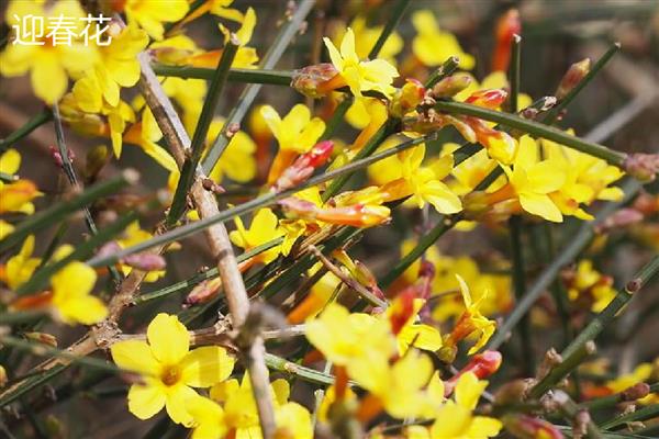 迎春花和腊梅的区别，科属和枝叶均不同