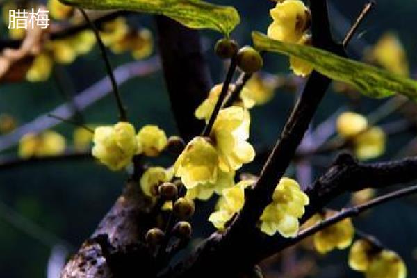 迎春花和腊梅的区别，科属和枝叶均不同