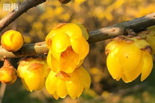 迎春花和腊梅的区别，科属和枝叶均不同