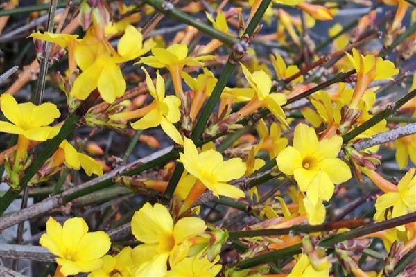 迎春花和腊梅的区别，科属和枝叶均不同