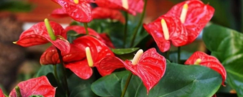 红掌叶子长黄斑的原因，可能是强光灼伤所致