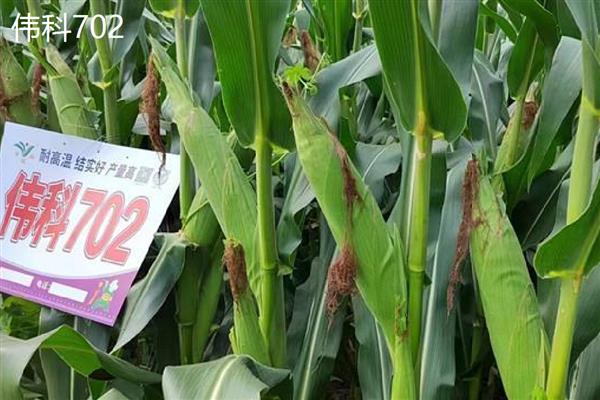 哪个玉米品种好,推荐伟科702、联创808等