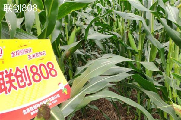 哪个玉米品种好,推荐伟科702、联创808等