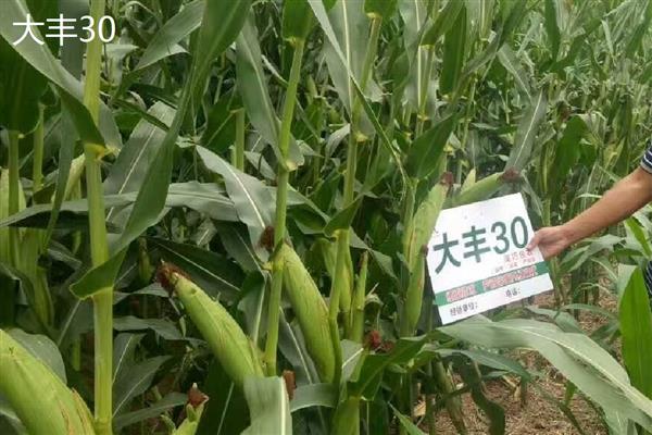 哪个玉米品种好,推荐伟科702、联创808等