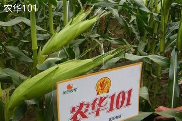 哪个玉米品种好,推荐伟科702、联创808等