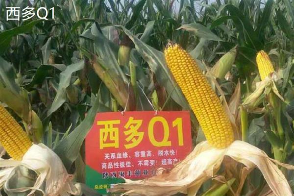 哪个玉米品种好,推荐伟科702、联创808等