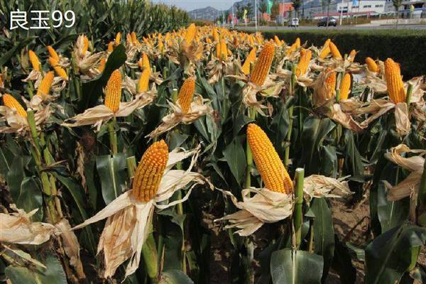 哪个玉米品种好,推荐伟科702、联创808等