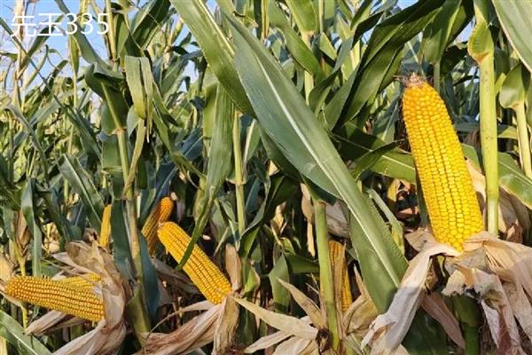 哪个玉米品种好,推荐伟科702、联创808等