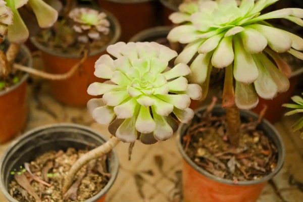 法师秋天多少天可以服盆，7天可以服盆