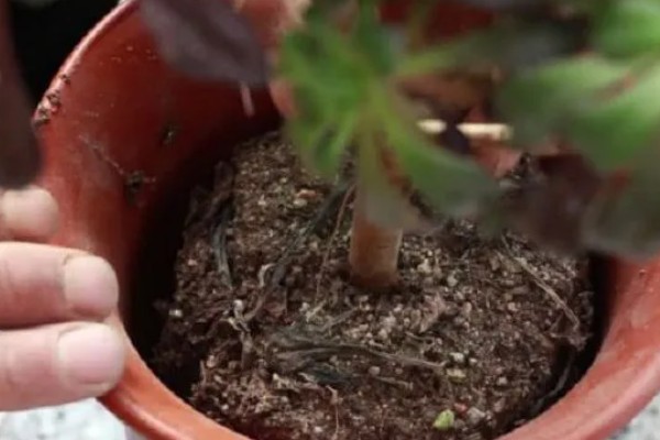 法师秋天多少天可以服盆，7天可以服盆