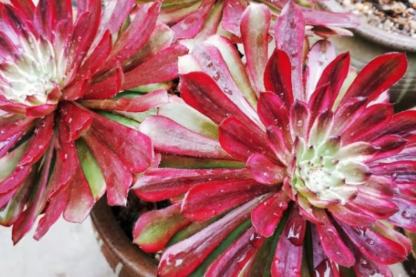 法师秋天多少天可以服盆，7天可以服盆