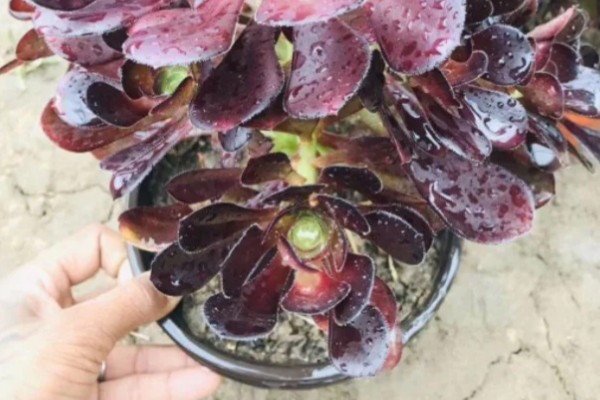 法师秋天多少天可以服盆，7天可以服盆