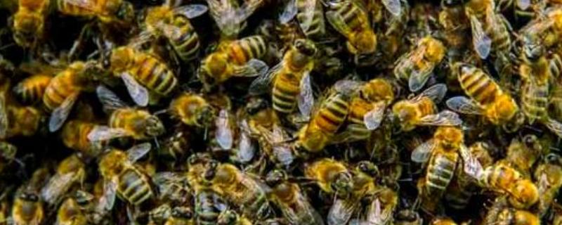 蜜蜂何时开始秋繁，南方地区一般为9-10月份