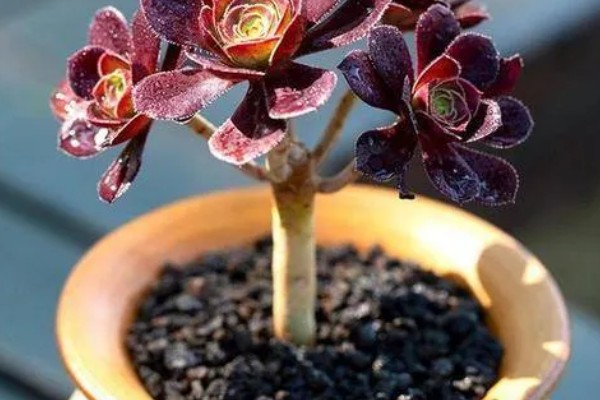 法师秋天多少天可以服盆，7天可以服盆