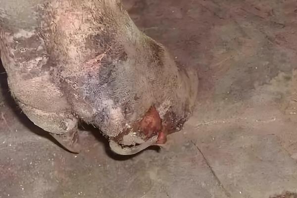 猪五号病怎么治疗，将冰片、黄连等药物研成末再敷药