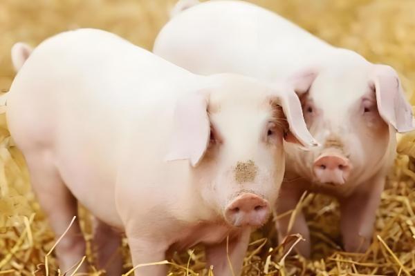 猪五号病怎么治疗，将冰片、黄连等药物研成末再敷药