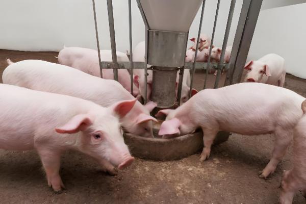 猪五号病怎么治疗，将冰片、黄连等药物研成末再敷药