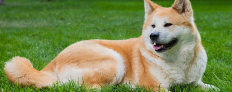秋田狗的特性，其温顺忠诚、友善黏人等