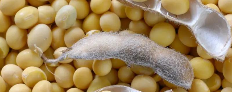 脱氧雪腐镰刀菌烯醇的副作用，会导致动物食欲下降、体重减轻等