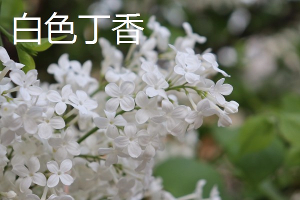 白丁香的寓意，寓意青春、纯洁、欢笑