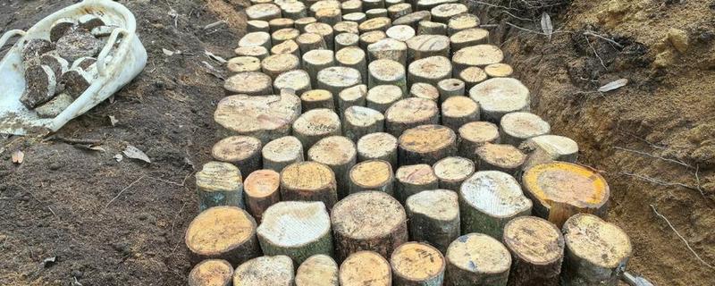 天麻怎么播种，将拌有种子的萌发菌撒在树叶上然后填沙