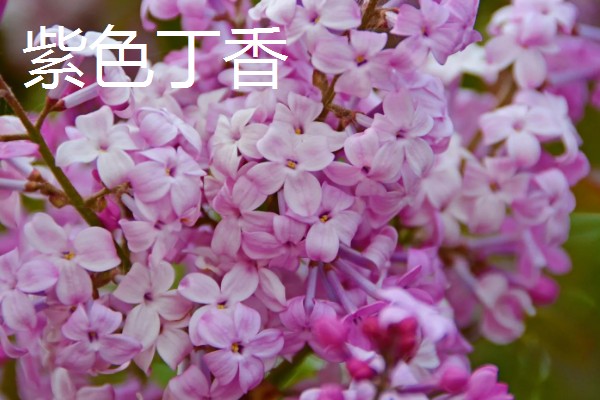 白丁香的寓意，寓意青春、纯洁、欢笑
