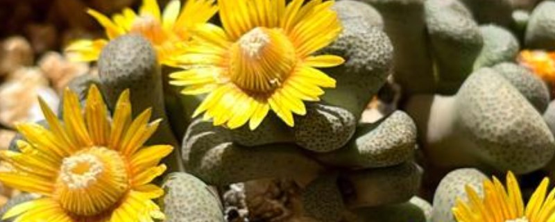 唐扇的养殖方法，每个月追施一次复合肥