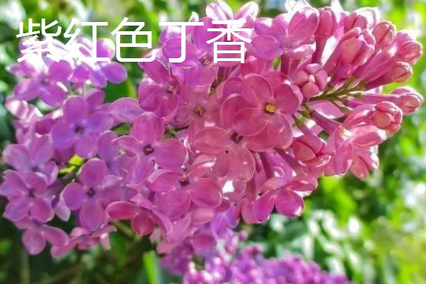 白丁香的寓意，寓意青春、纯洁、欢笑