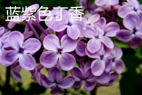 白丁香的寓意，寓意青春、纯洁、欢笑