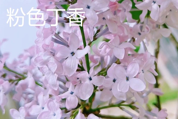 白丁香的寓意，寓意青春、纯洁、欢笑
