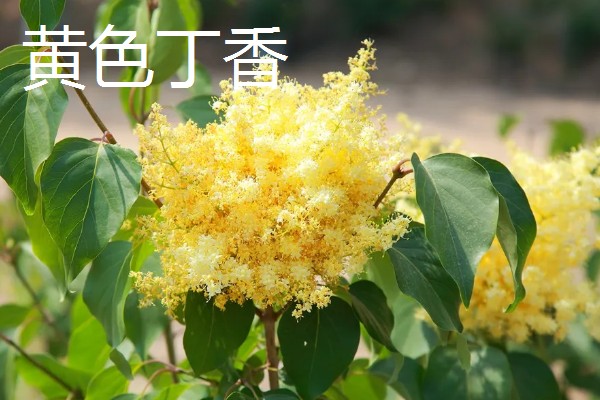 白丁香的寓意，寓意青春、纯洁、欢笑