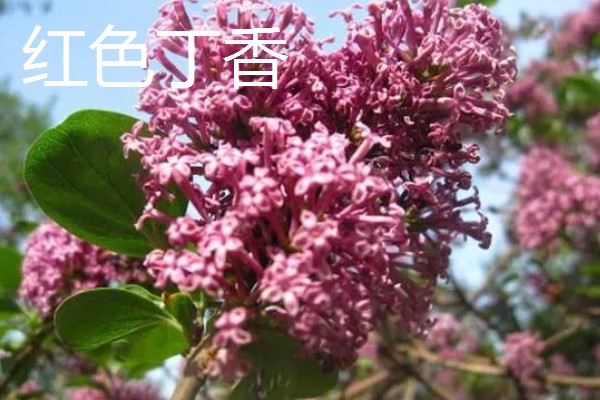 白丁香的寓意，寓意青春、纯洁、欢笑