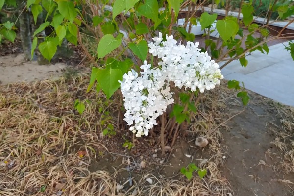 白丁香的寓意，寓意青春、纯洁、欢笑