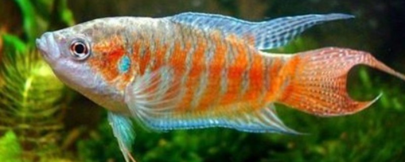 鱼长白毛了如何治疗，首先要做的是给它换水