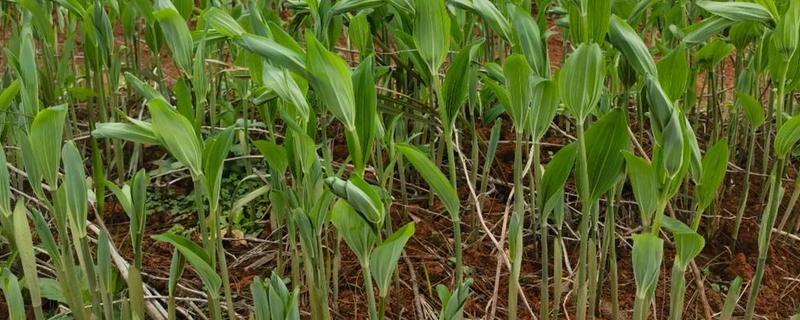 玉竹的品种介绍，有湘玉竹、海门玉竹等