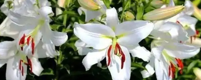 食用百合花的种植方法，播种时间一般在秋天