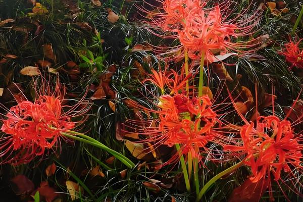 彼岸花叶子枯萎时间，夏季休眠后叶片会枯萎