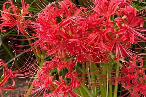 彼岸花叶子枯萎时间，夏季休眠后叶片会枯萎