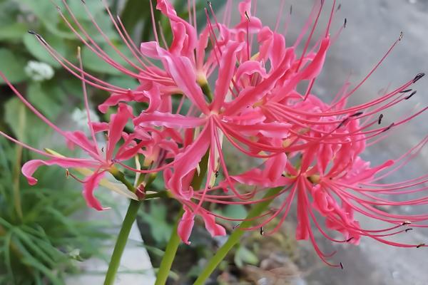 彼岸花叶子枯萎时间，夏季休眠后叶片会枯萎