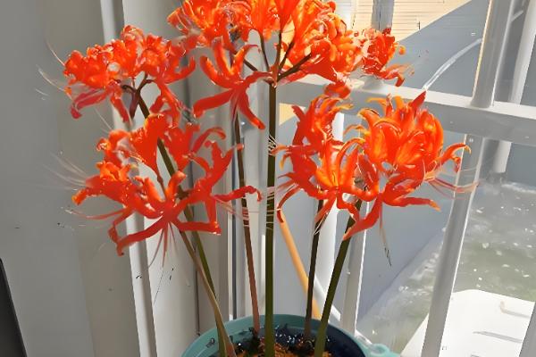 彼岸花叶子枯萎时间，夏季休眠后叶片会枯萎