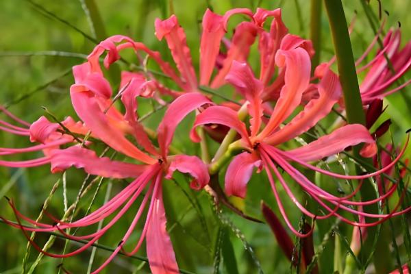 彼岸花叶子枯萎时间，夏季休眠后叶片会枯萎